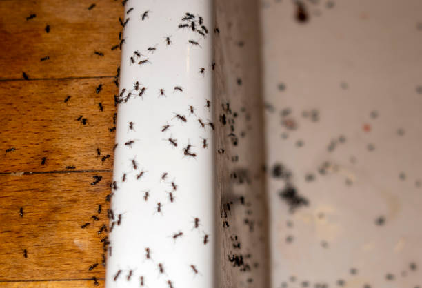 Best Local Pest Control Services  in Barrington, IL