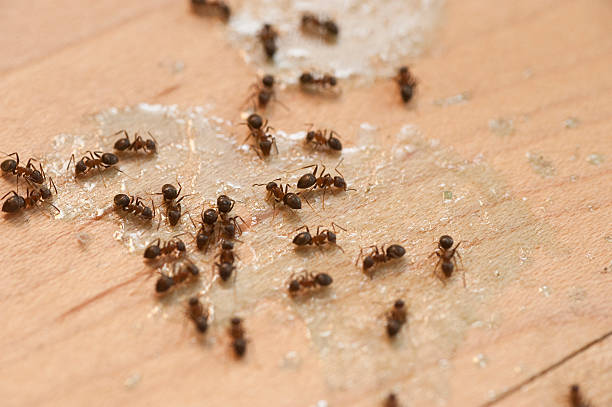 Best Affordable Pest Control Services  in Barrington, IL