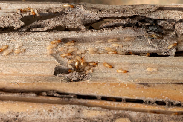 Best Flea Control Services  in Barrington, IL